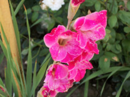 gladiole