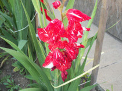 gladiola zizanie