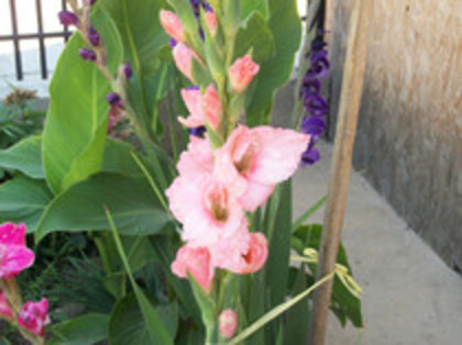 gladiole