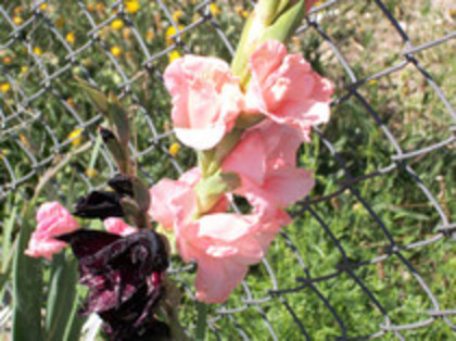 gladiola Coral Lace