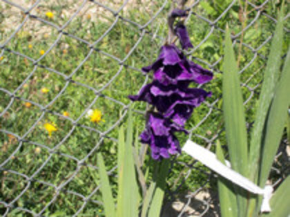 gladiole
