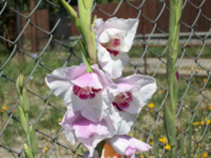 gladiole - 4 2011 PLANTE GRADINA A-R