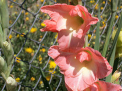 gladiola Coral Lace