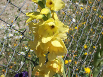 gladiola Jacksonville Gold