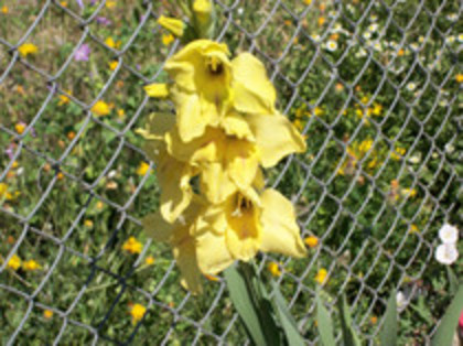 gladiola Jacksonville Gold