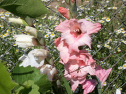 gladiole