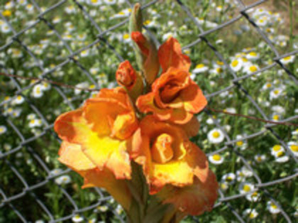 gladiole