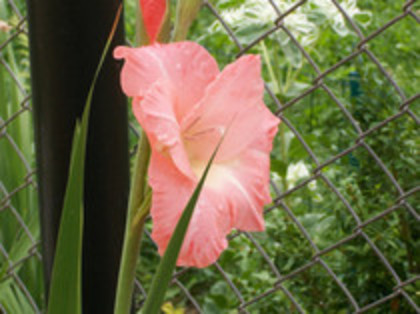 gladiola Coral Lace