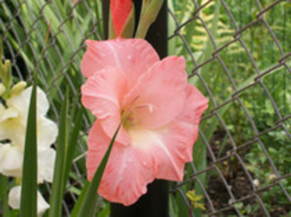 gladiola Coral Lace