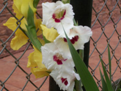 gladiole