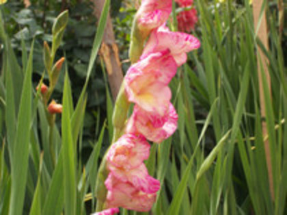 gladiole