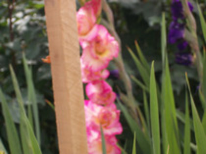 gladiole