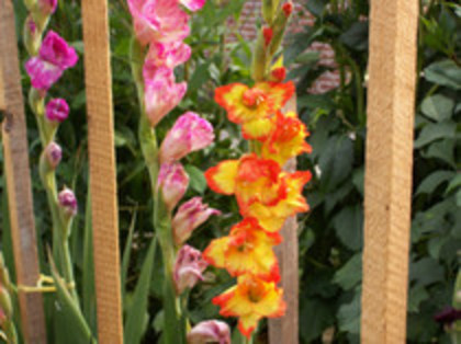 gladiole