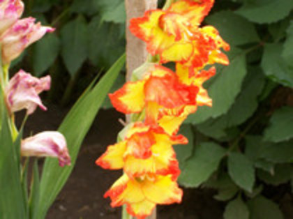 gladiole