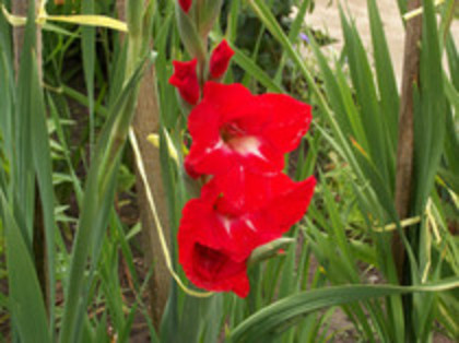gladiole