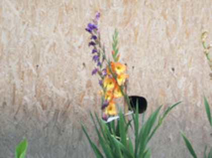 gladiole