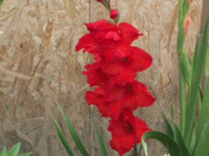 gladiole