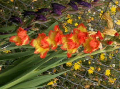 gladiole