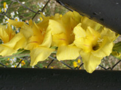 gladiola Jacksonville Gold