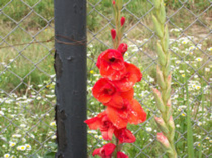 gladiole