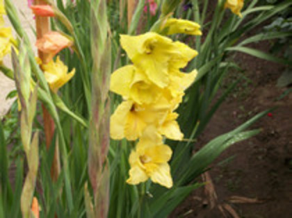 gladiola Jacksonville Gold