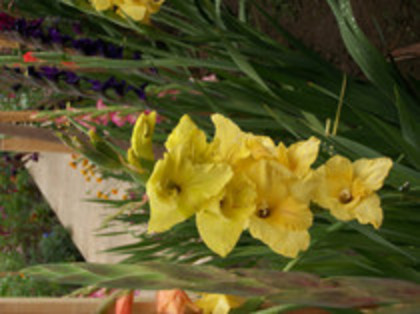 gladiola Jacksonville Gold