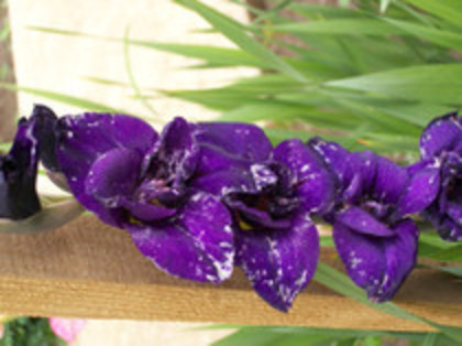 gladiole