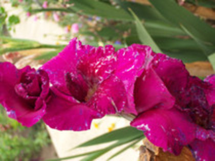 gladiole