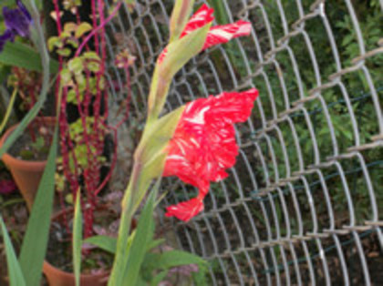 gladiole