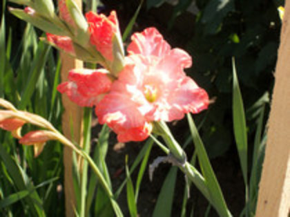 gladiole