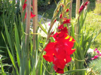gladiole
