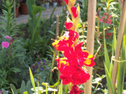 gladiole