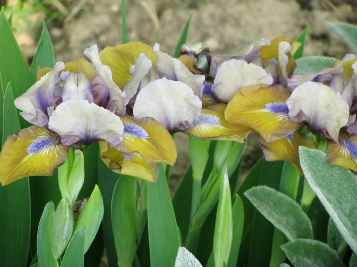 17 - Iris germanica si Iris pumila 2011