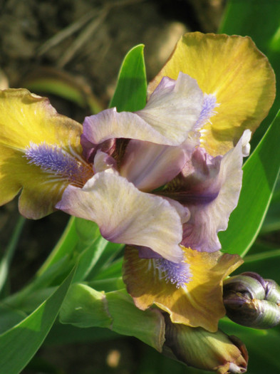 18 - Iris germanica si Iris pumila 2011
