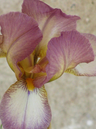 19 - Iris germanica si Iris pumila 2011