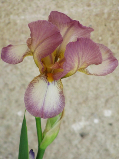 20 - Iris germanica si Iris pumila 2011
