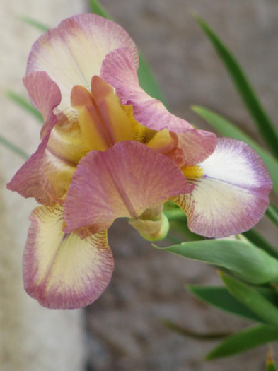 21 - Iris germanica si Iris pumila 2011