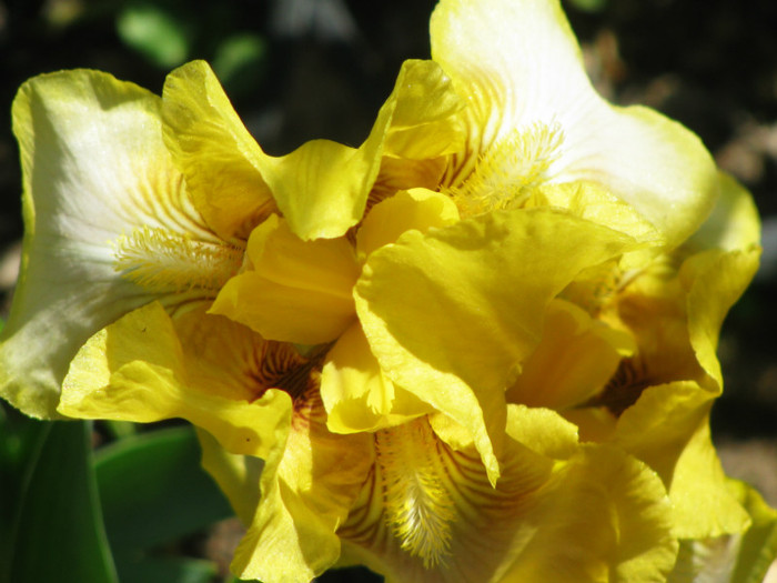 22 - Iris germanica si Iris pumila 2011