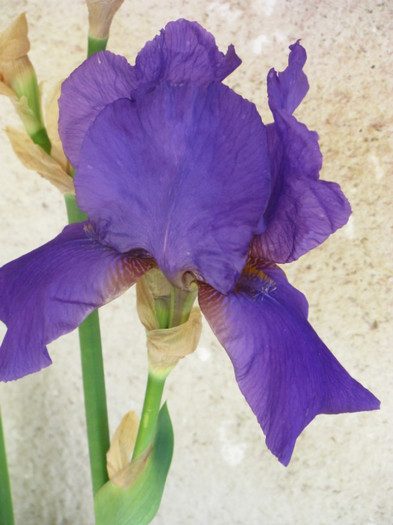 23 - Iris germanica si Iris pumila 2011