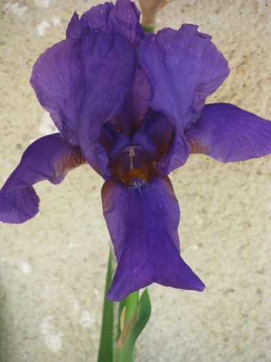 24 - Iris germanica si Iris pumila 2011