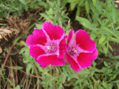godetia