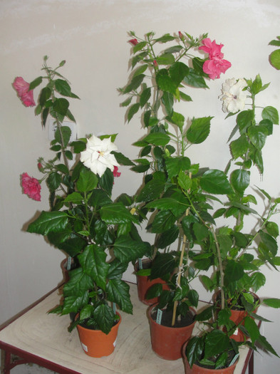 hibi alb si siclam batut