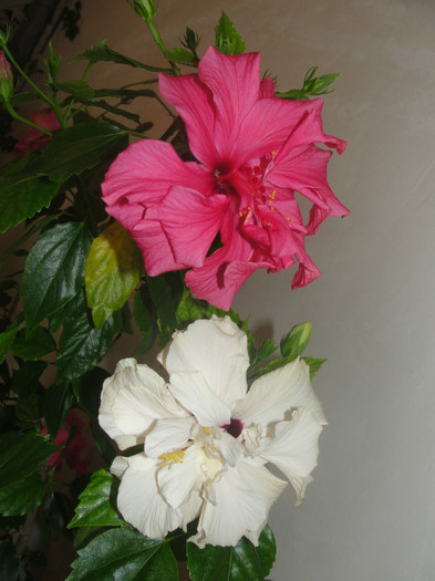 hibi alb si siclam batut