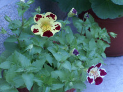 gura papusii