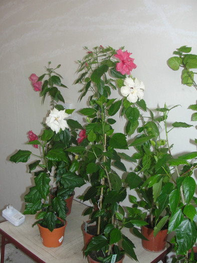 hibi alb si siclam batut