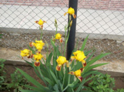 irisi - 4 2011 PLANTE GRADINA A-R