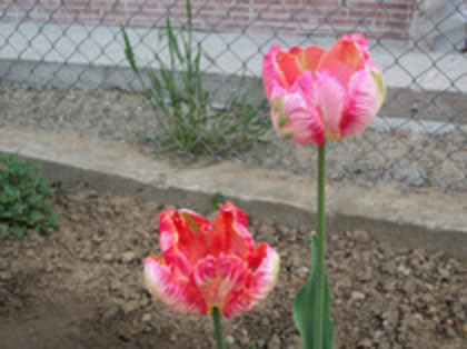 lalele - 4 2011 PLANTE GRADINA A-R
