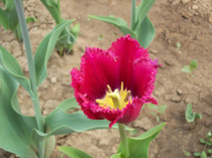 lalele - 4 2011 PLANTE GRADINA A-R