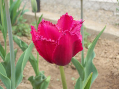 lalele - 4 2011 PLANTE GRADINA A-R