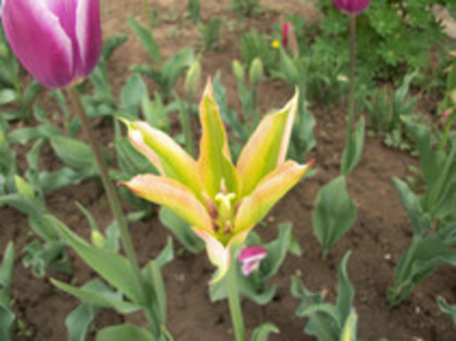 lalele - 4 2011 PLANTE GRADINA A-R